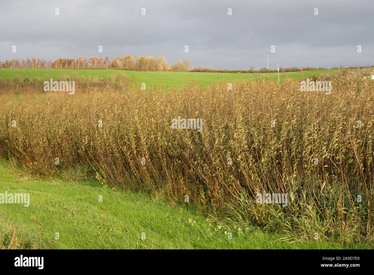 Novembre 2019 - Crescita di willow a Willow e wetlands centre, Stoke St Gregory, Somerset, Regno Unito Foto Stock