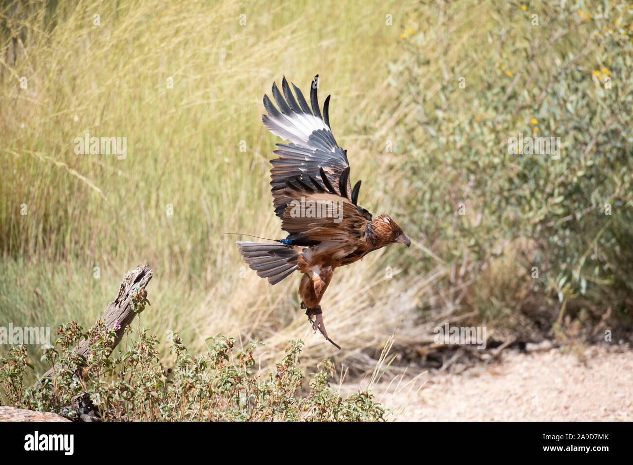 Un cuneo-tailed eagle prende il volo Alice Springs, Australia Foto Stock