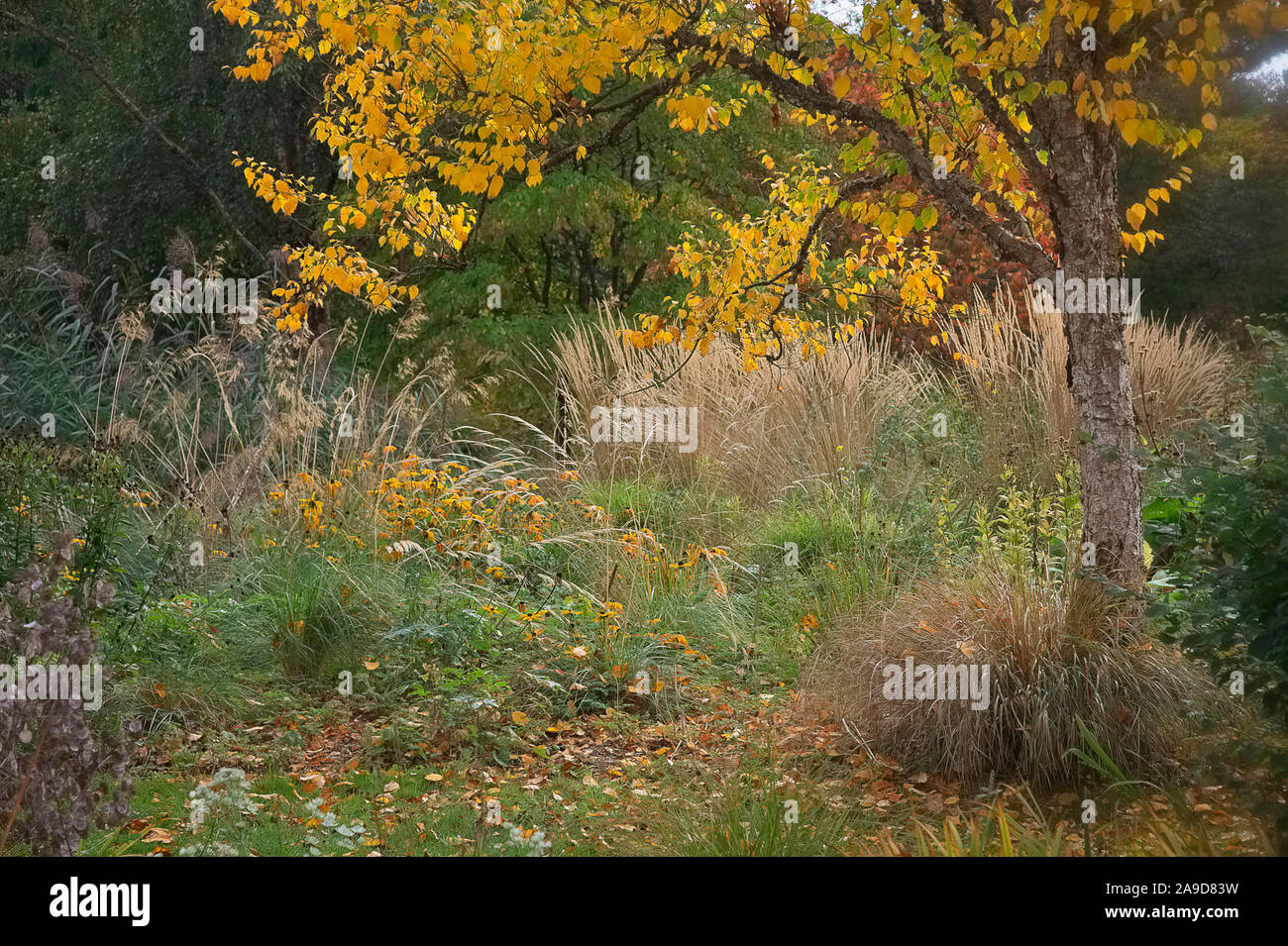 Betula utilis con Rudbeckia hirta Estate Indiana e Calamagrostis Karl Foerster nel mese di ottobre Foto Stock