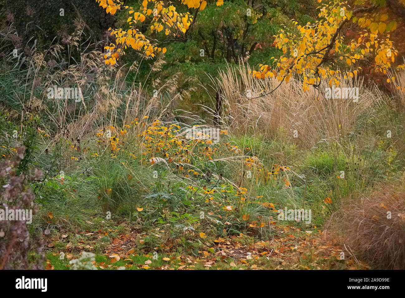 Betula utilis con Rudbeckia hirta Estate Indiana e Calamagrostis Karl Foerster nel mese di ottobre Foto Stock