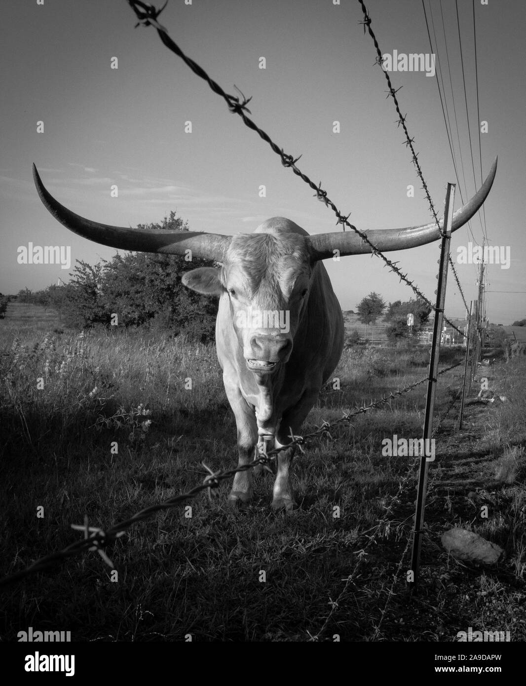 Longhorn Bull sterzare e barbwire a sunrise di Austin in Texas in bianco e nero Foto Stock