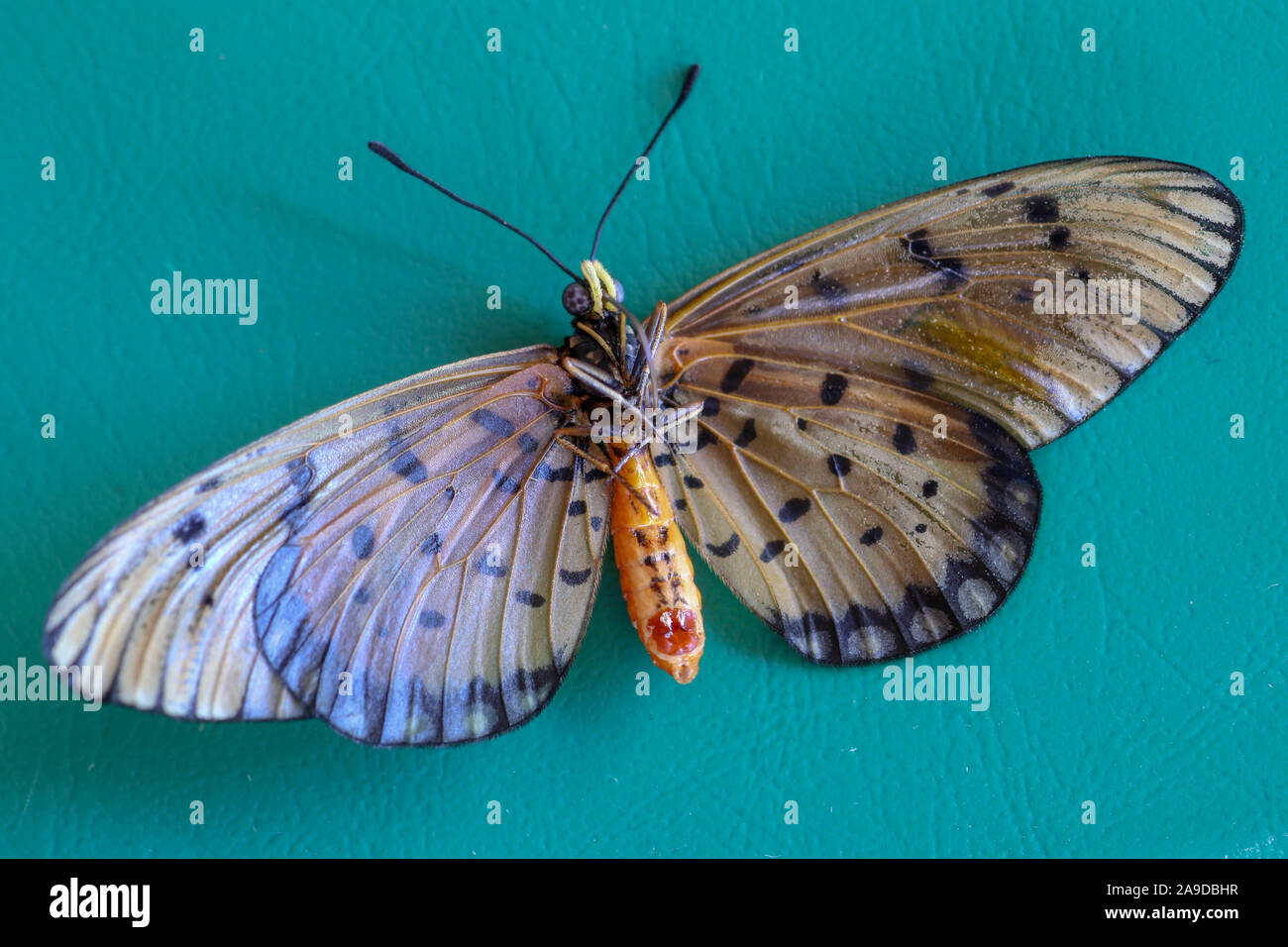Farfalla con teso ali marrone su sfondo verde. Foto macro di un farfalle tropicali giacente sul suo retro. I raggi solari sono riflessi. Foto Stock