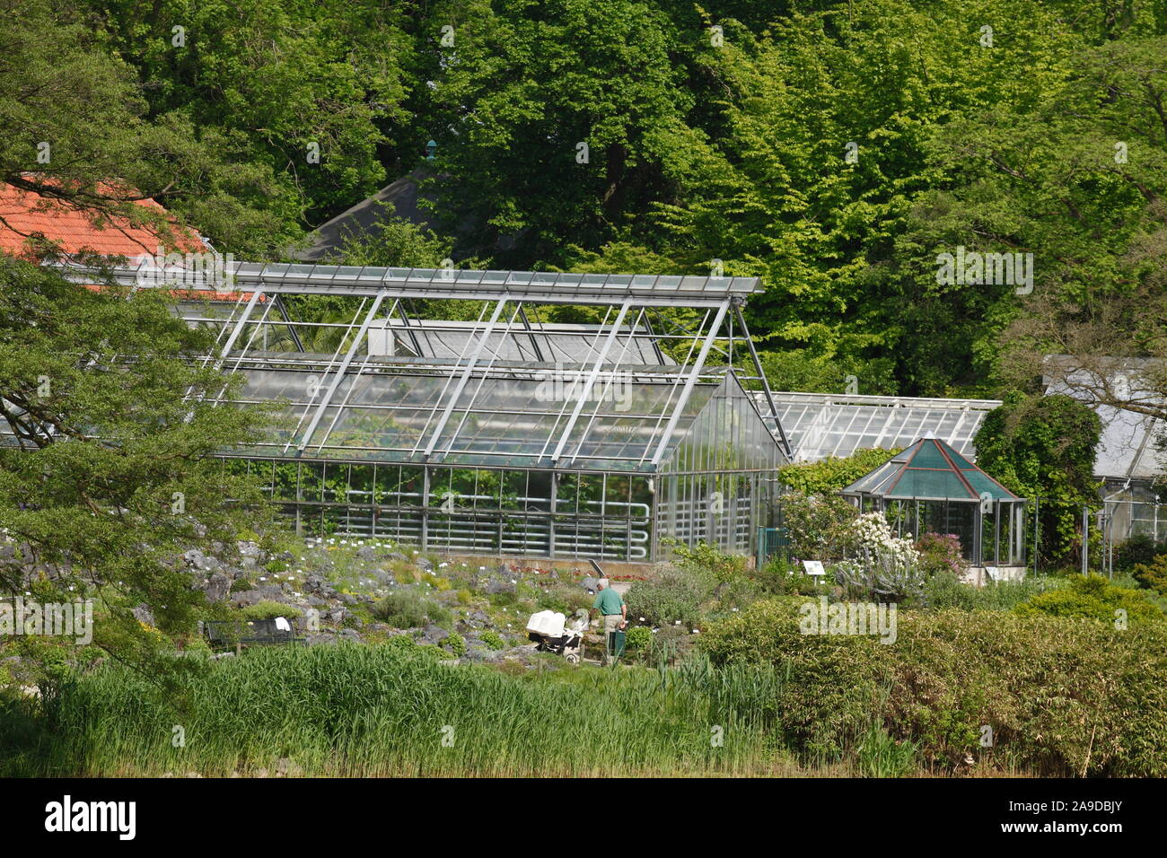 Giardino Botanico, Serra, Munster in Westfalia, Nord Reno-Westfalia, Germania Foto Stock