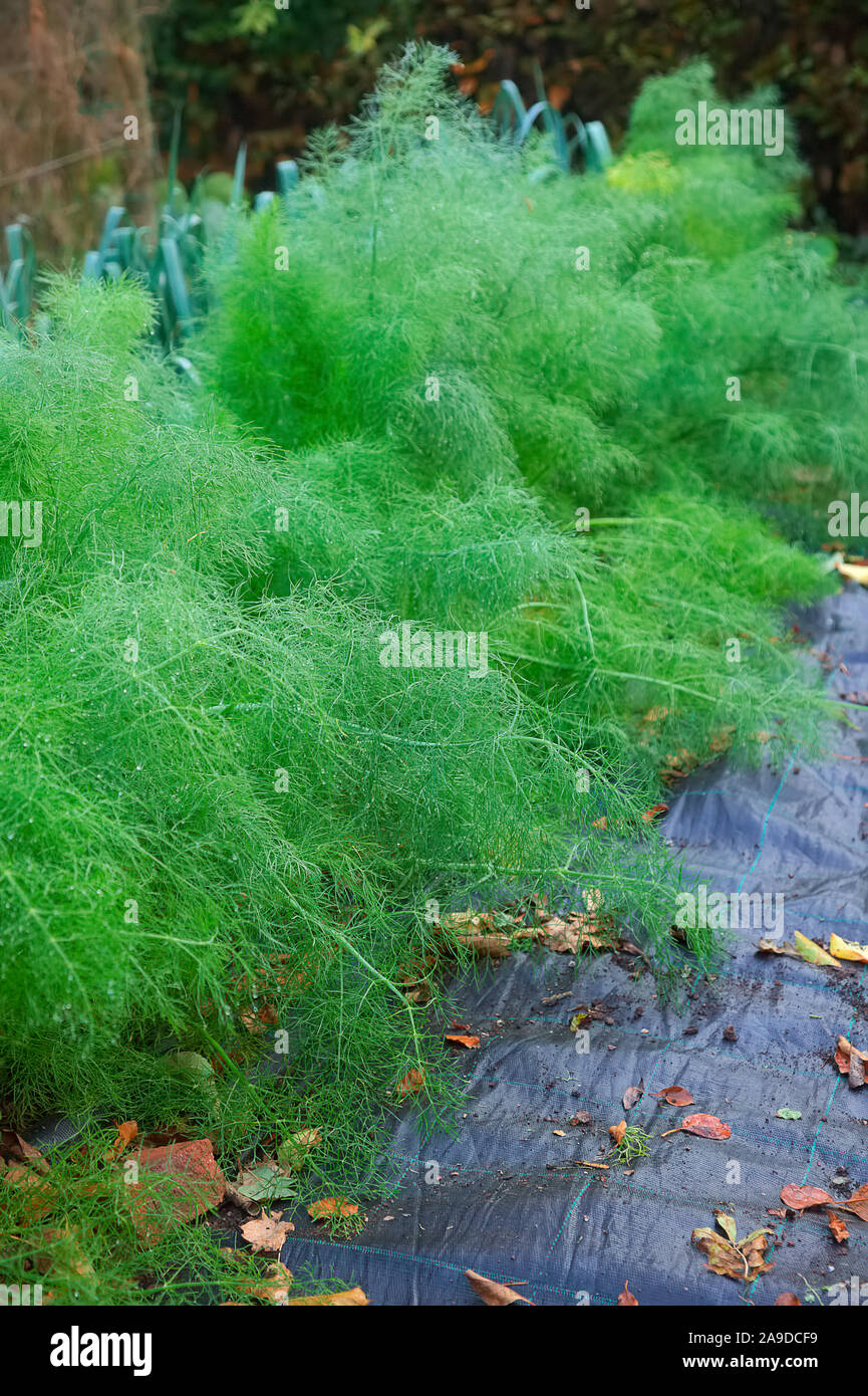 Foeniculum vulgare " Zefa Fino' lampadina AGM finocchio seminati i primi di luglio e mostrate di seguito Ottobre Foto Stock