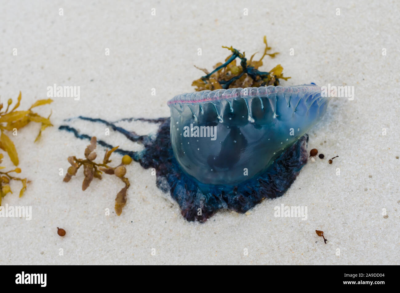 Uomo portoghese o' War meduse lavato fino sulla costa del Golfo ocean beach litorale. Bella, pericolose, meduse colorate con colori intensi e di colore blu. Foto Stock