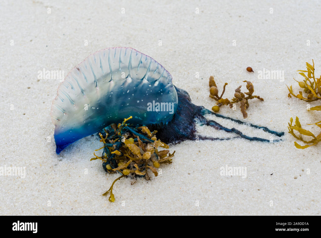 Uomo portoghese o' War meduse lavato fino sulla costa del Golfo ocean beach litorale. Bella, pericolose, meduse colorate con colori intensi e di colore blu. Foto Stock