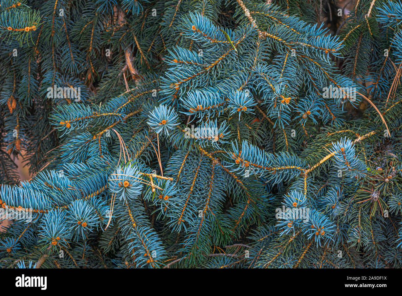 Dettaglio del Colorado Blue Abete (Picea pungens) pine ranch e aghi, Castle Rock Colorado US. Foto scattata in ottobre. Foto Stock