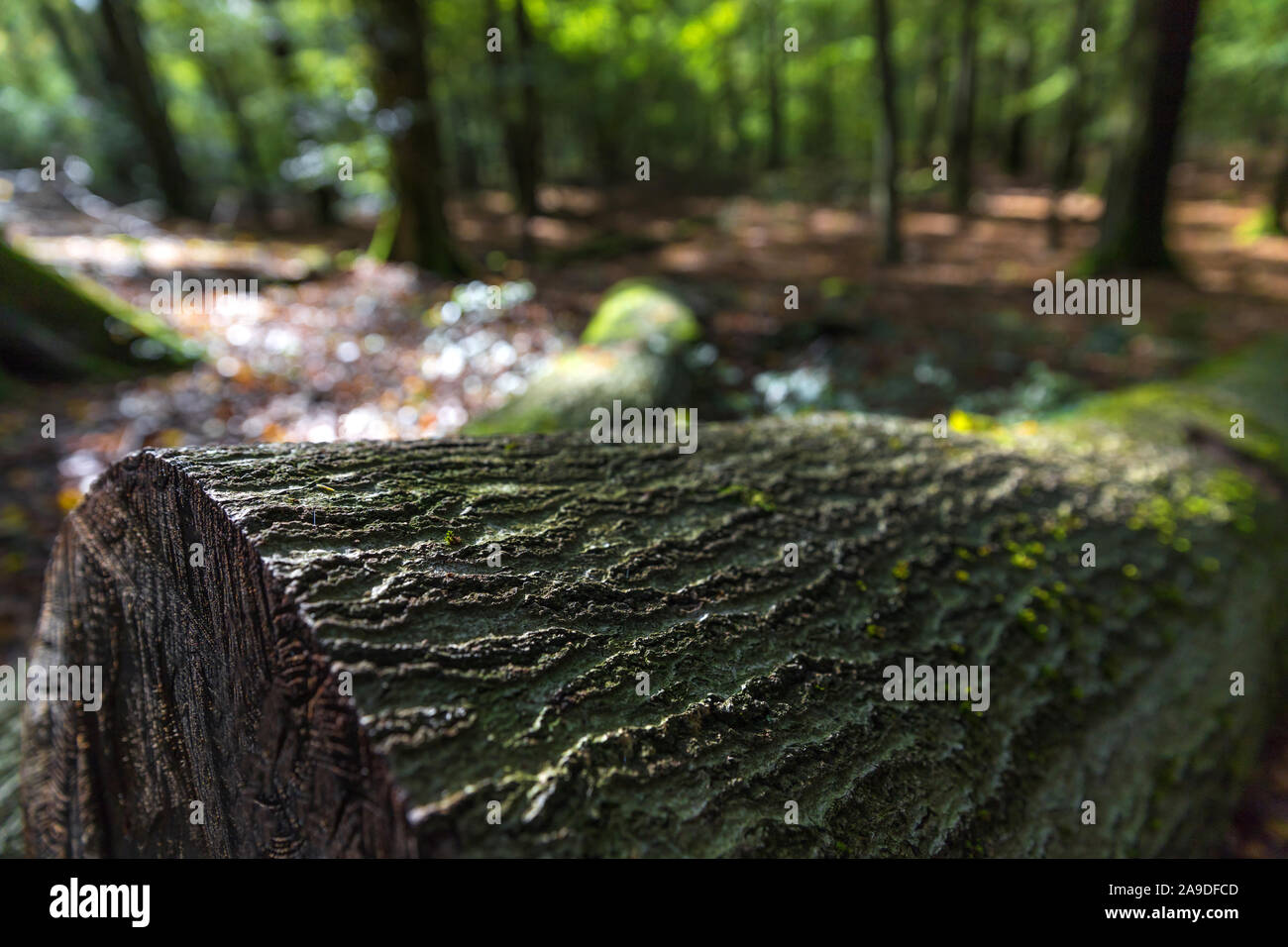 Un tronco di albero in una foresta sullo sfondo Foto Stock