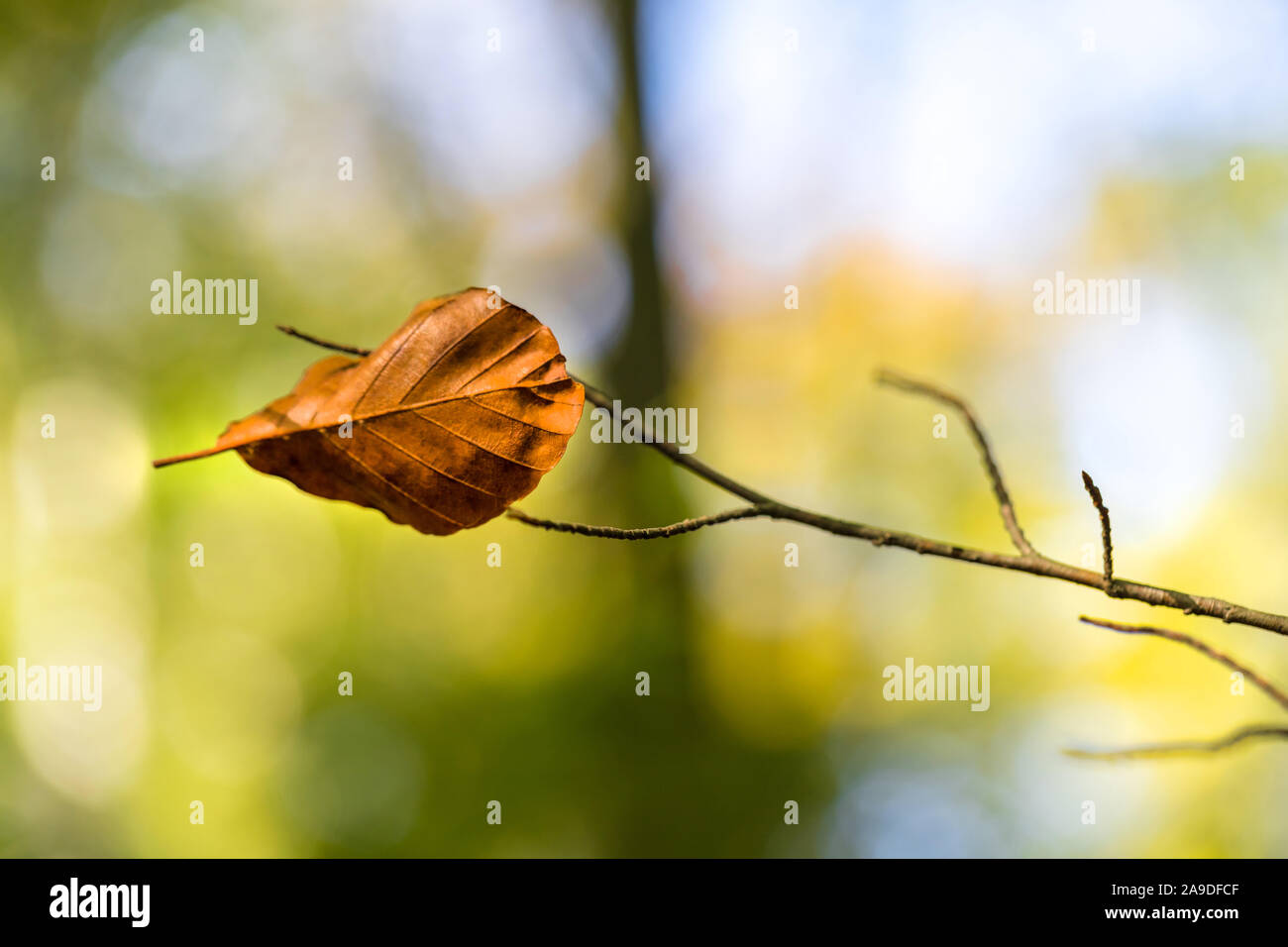 Autunno albero singolo sfondo foglia Foto Stock