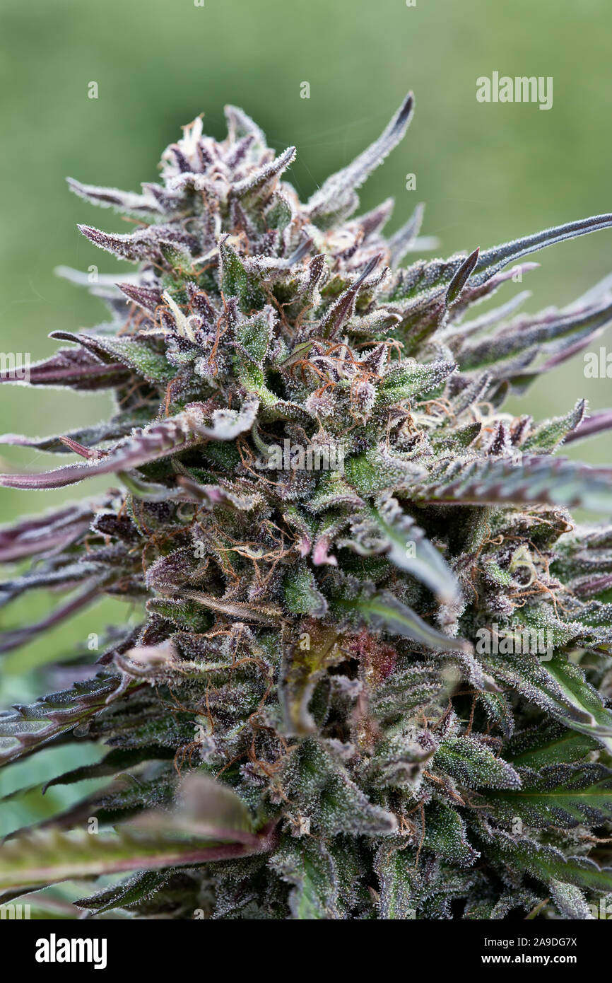 Pianta di canapa biologica fiorita 'susver Haze', ceppo, Cannabis sativa. Foto Stock
