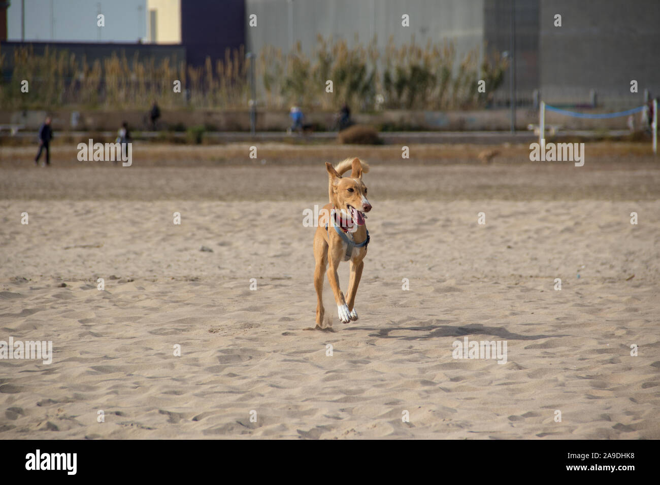 Cane guardando la telecamera in esecuzione o la modellazione in spiaggia Foto Stock