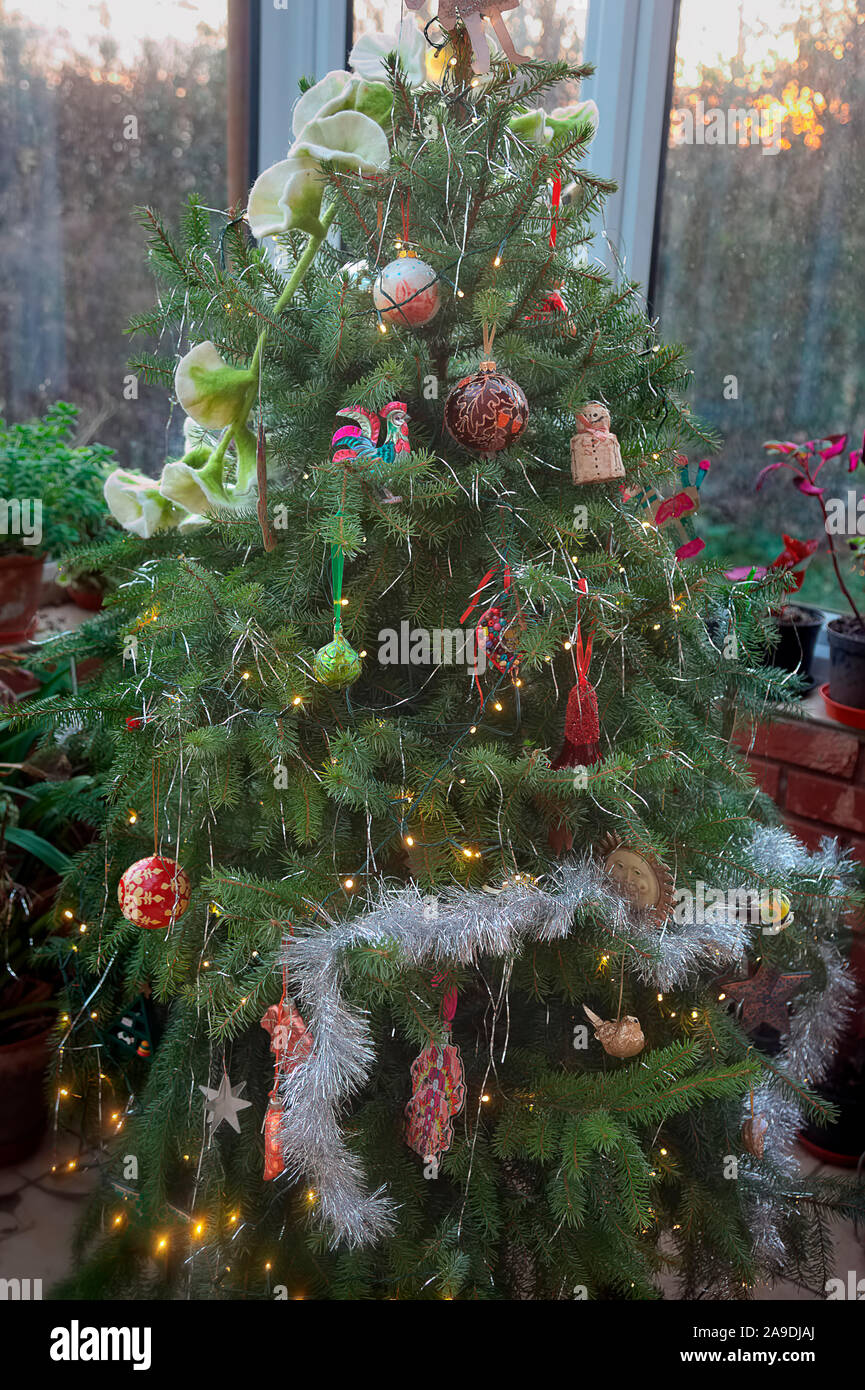 Picea omorika AGM Abete serbo fa una fitta e ben arredate albero di Natale Foto Stock