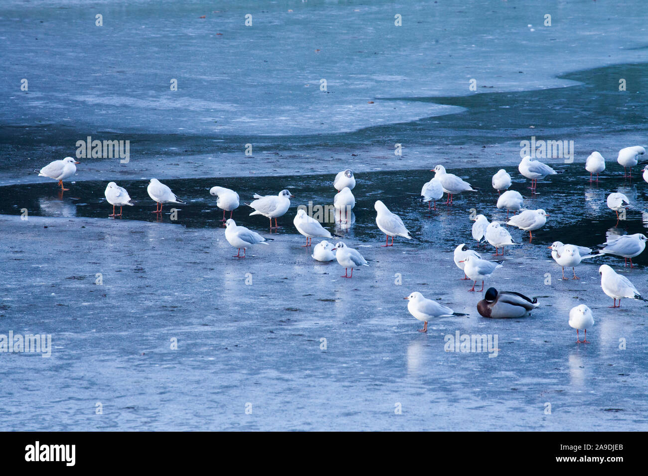 I gabbiani, la lastra di ghiaccio su un lago ghiacciato, Brema, Germania, Europa Foto Stock