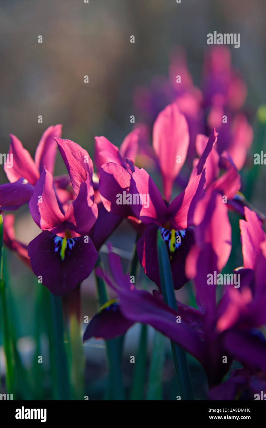 Iris 'George' (Reticulata) AGM Foto Stock