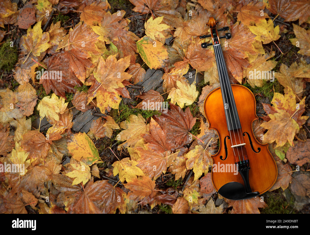 Violino giacente sul rosso e arancio in autunno Acero lascia lo sfondo Foto Stock
