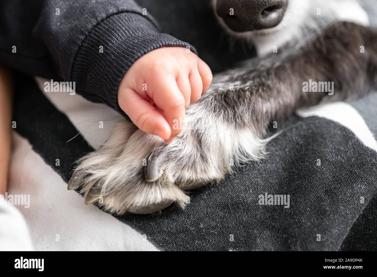 Baby mano accarezzare un bianco e nero del cane paw Foto Stock