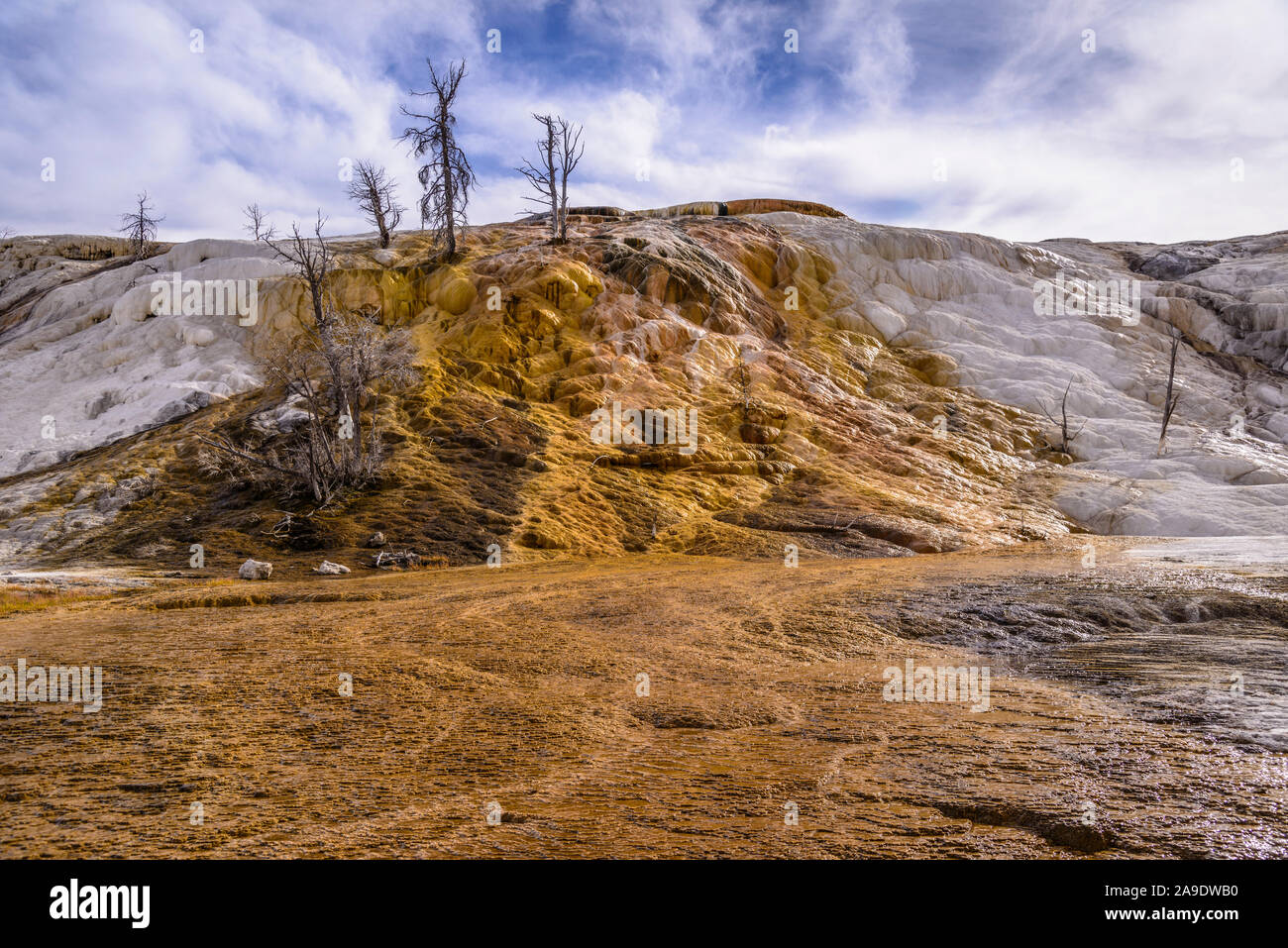 Stati Uniti d'America, Wyoming, il Parco Nazionale di Yellowstone, Mammoth Hot Springs, Terrazze inferiore, la molla della tavolozza Foto Stock