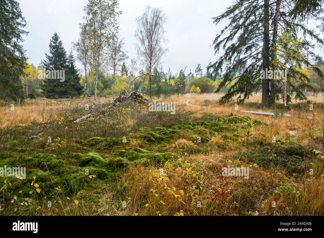 Germania, Baden-Württemberg, Tübingen, Schönbuch, il biotopo umido Birkensee sul Bromberg è una transizione tra la bassa moor e hill moor Foto Stock