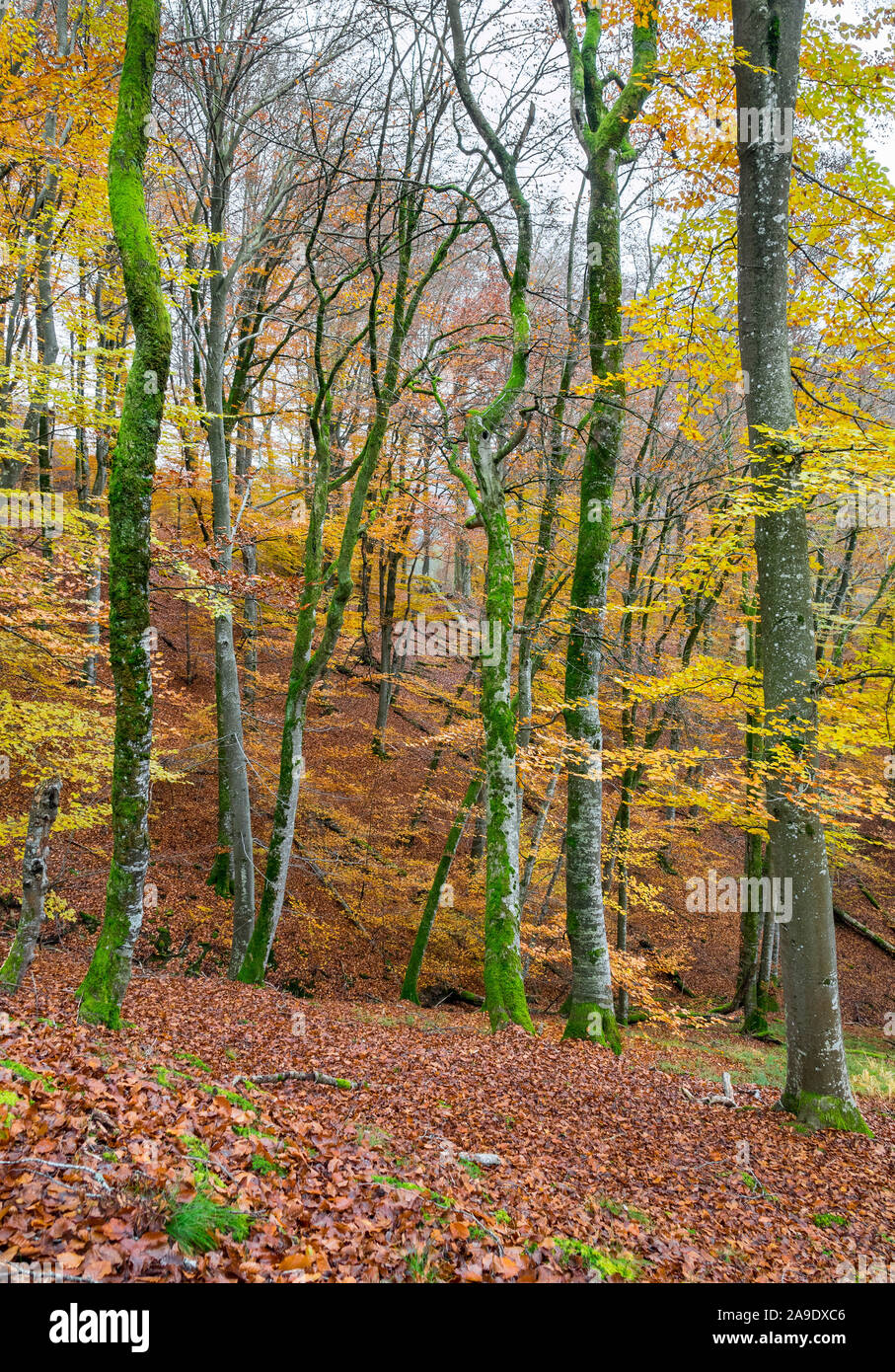 Germania, Baden-Württemberg, Tübingen, Schönbuch, Bromberg, faggi del legname in south hill Foto Stock