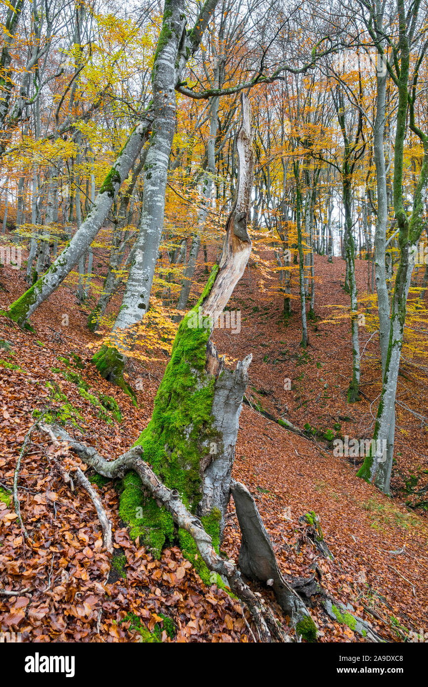 Germania, Baden-Württemberg, Tübingen, Schönbuch, Bromberg, faggi del legname in south hill Foto Stock