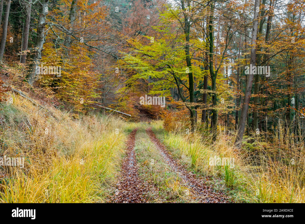 Germania, Baden-Württemberg, Tübingen, Schönbuch, Bromberg, strada forestale nel South Hill per il Goldersbachtal Foto Stock