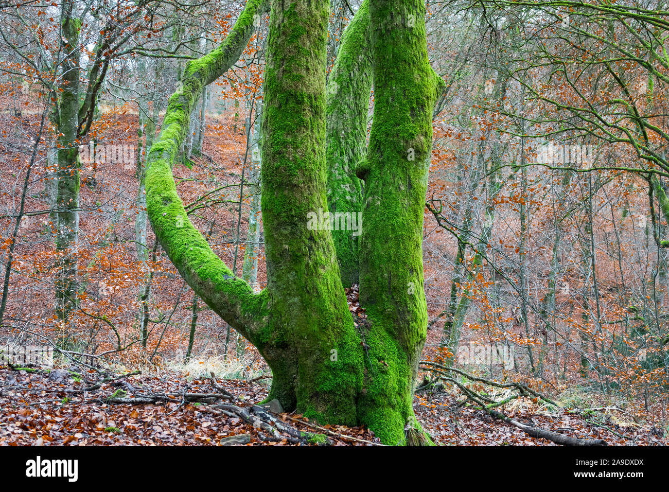 Germania, Baden-Württemberg, Tübingen - Bebenhausen, moss-albero coperto nella riserva naturale di Schönbuch Foto Stock