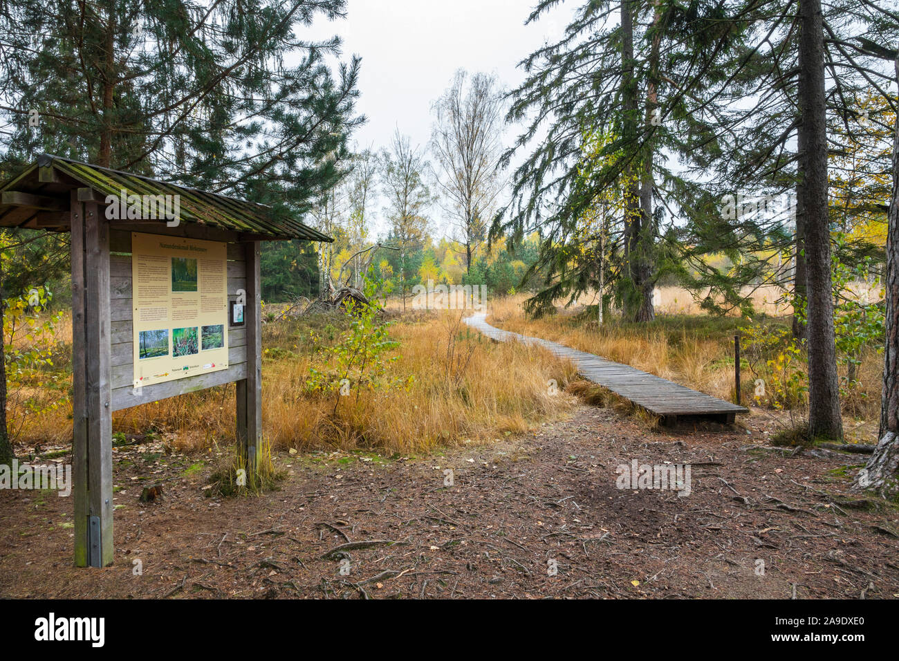 Germania, Baden-Württemberg, Tübingen, Schönbuch, il biotopo umido Birkensee sul Bromberg è una transizione tra la bassa moor e hill moor Foto Stock