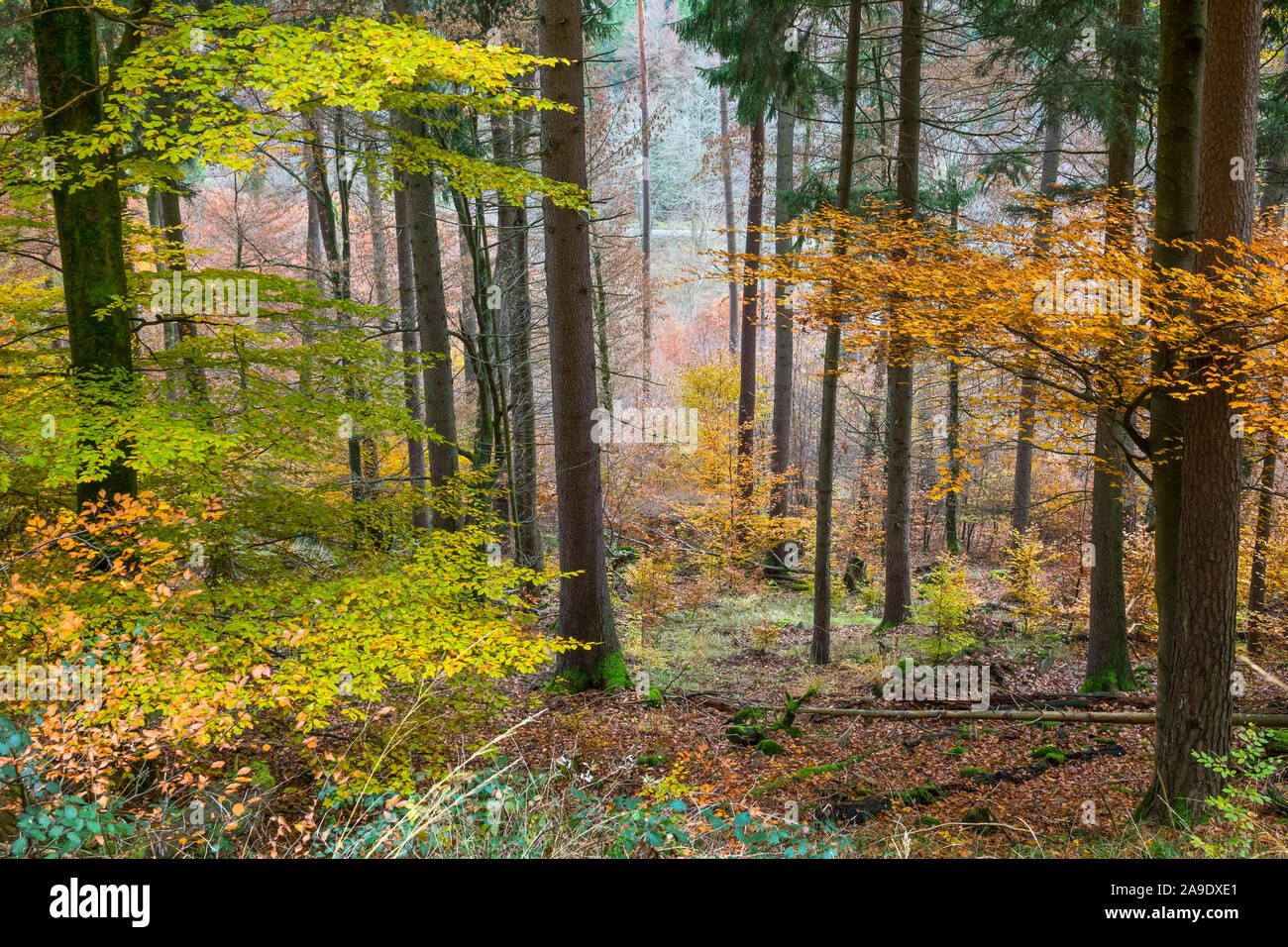 Germania, Baden-Württemberg, Tübingen, Schönbuch, Bromberg, strada forestale nel South Hill per il Goldersbachtal Foto Stock