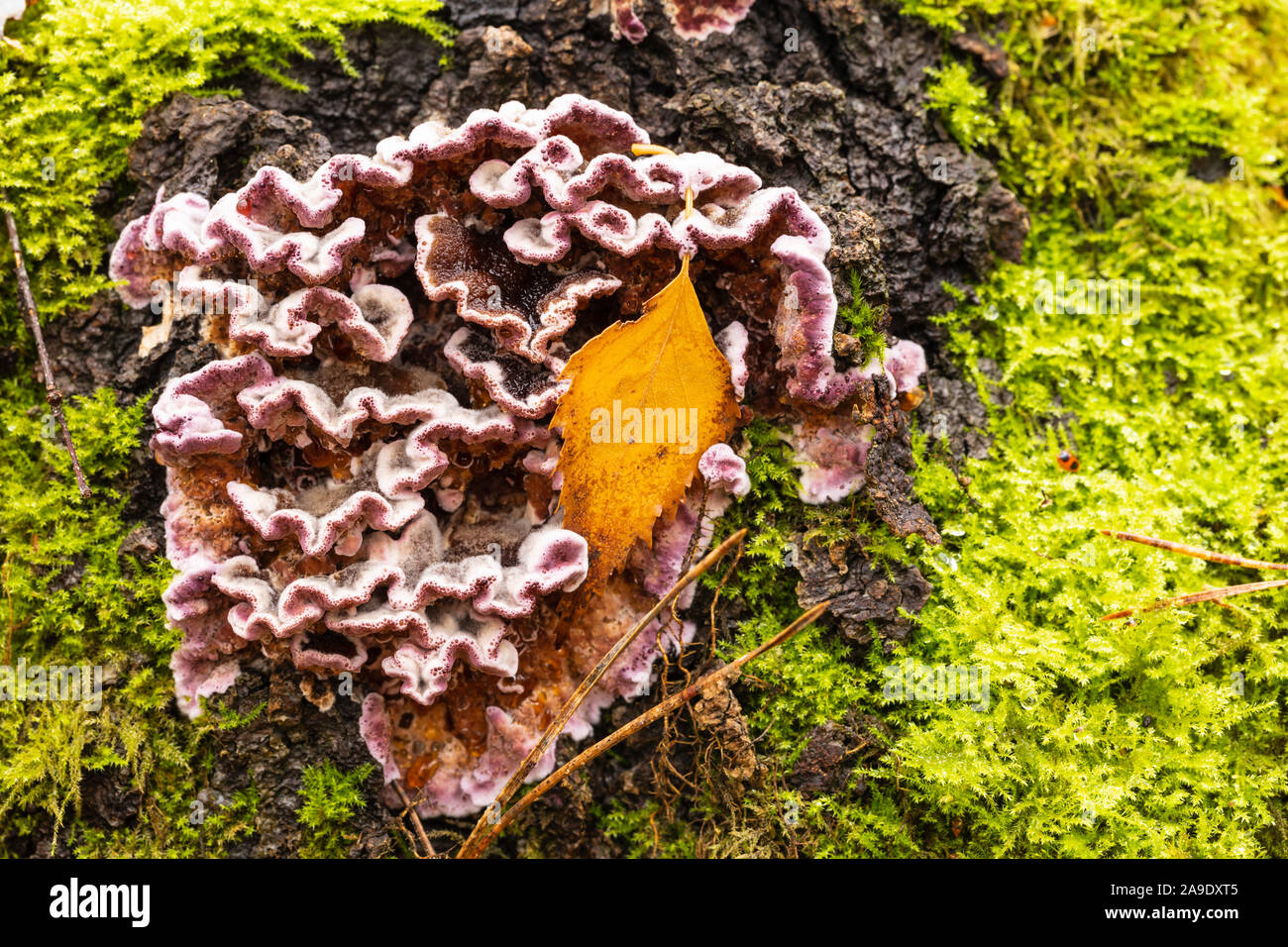 Viola silverleaf, Chondrostereum purpureum Foto Stock
