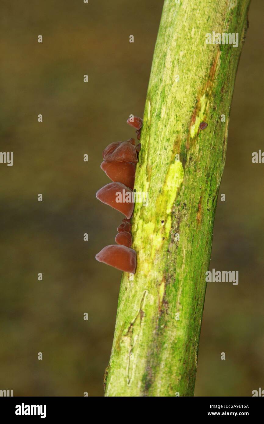 Orecchio legno funghi funghi [ ] sul vecchio albero. Noto anche come Jelly orecchio è commestibile. Tuttavia molta cura necessaria quando il foraggio per i funghi come molti sono velenosi e anche quelli che sono commestibili possono essere difficili da digerire e deve essere preparato correttamente. Le orecchie di legno possono essere consumati senza cottura normalmente anche se cotto. Jelly orecchie. Le orecchie di legno. Forma a tazza punti verso il basso. Può essere essiccato e mangiato. Wild cibo. Rovistando per Natures bounty. Alimenti biologici. Foto Stock