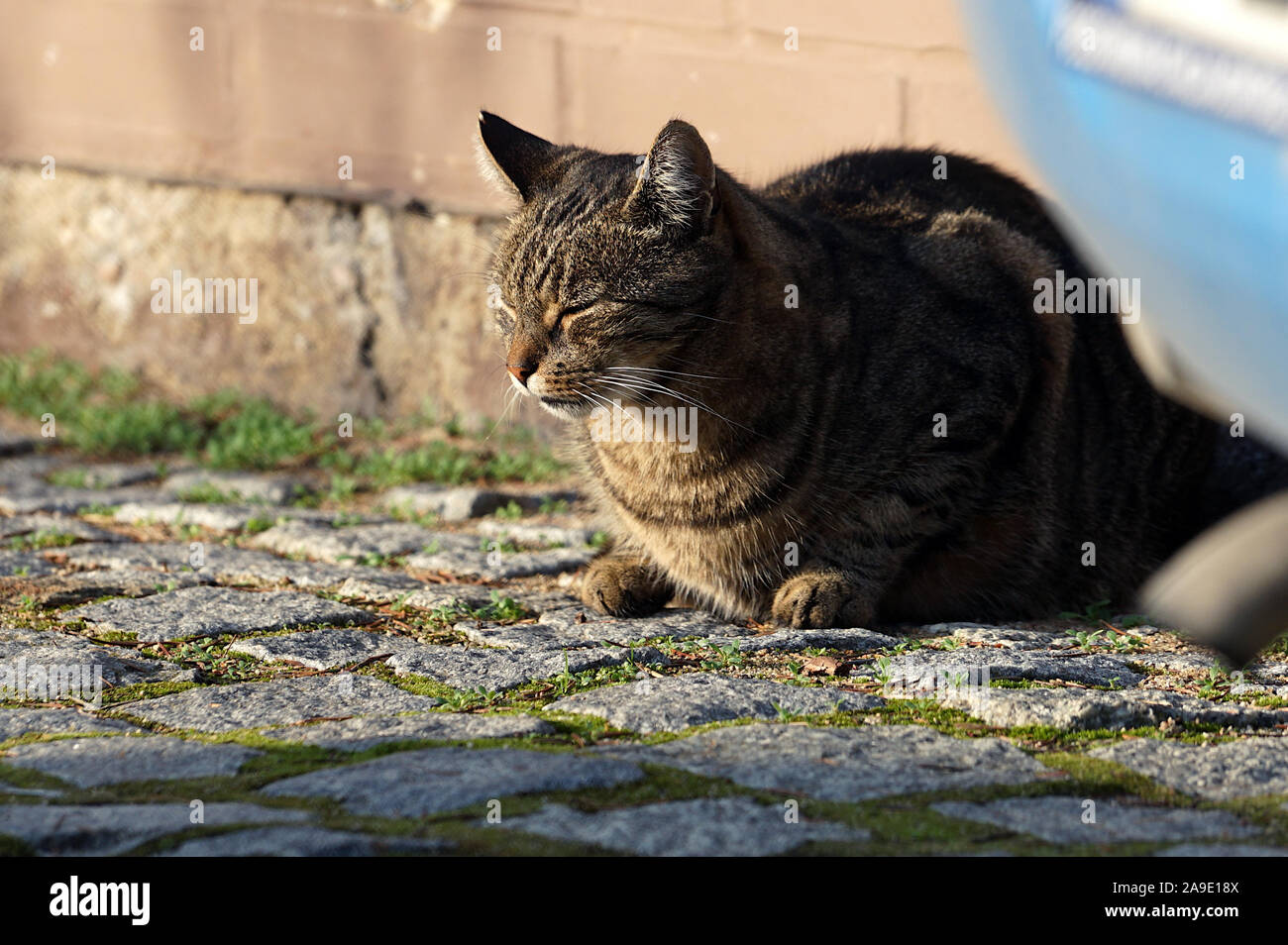 Senzatetto gatto in giardino Foto Stock