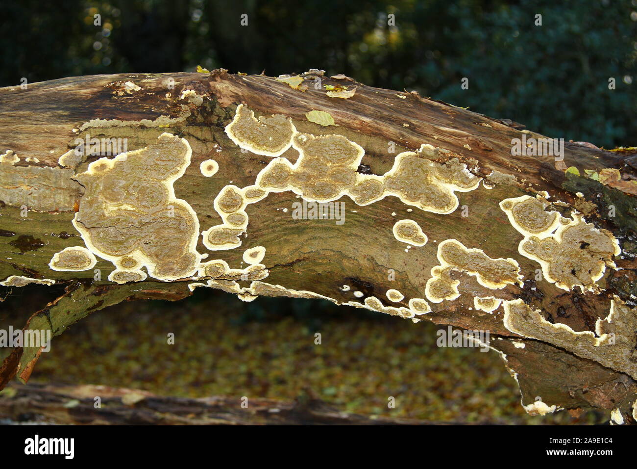 Sviluppo precoce della crosta a tendina funghi su una abbattuto marciume tree. Funghi. Fungo. Ecosistema bosco. British bosco. Woodland Trust. Alberi. Foto Stock
