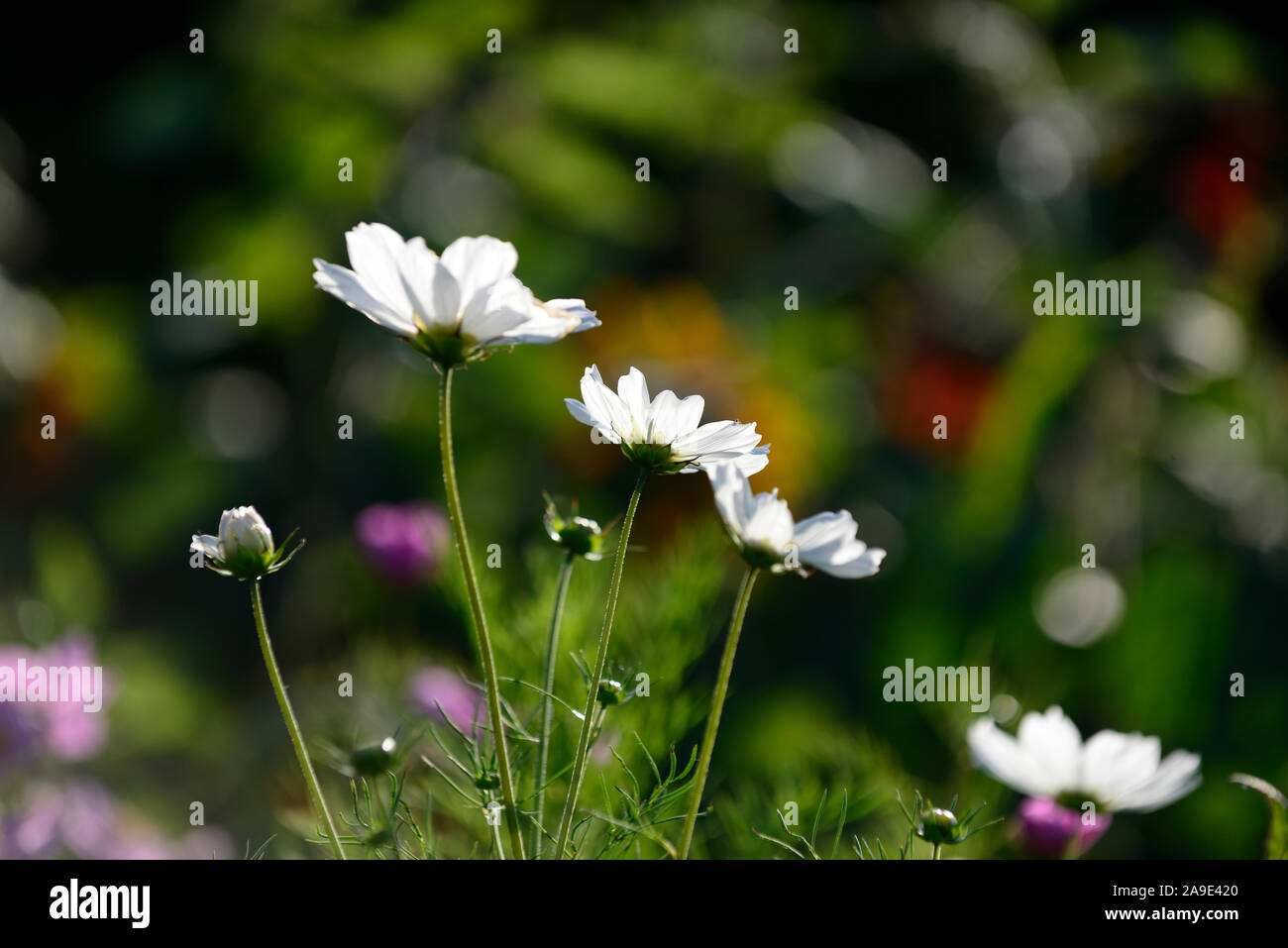 Cosmos bipinnatus,bianco,fiore,fiori,fioritura,display,visualizza,giardino,retroilluminati retroilluminazione,,giardino,RM floral Foto Stock