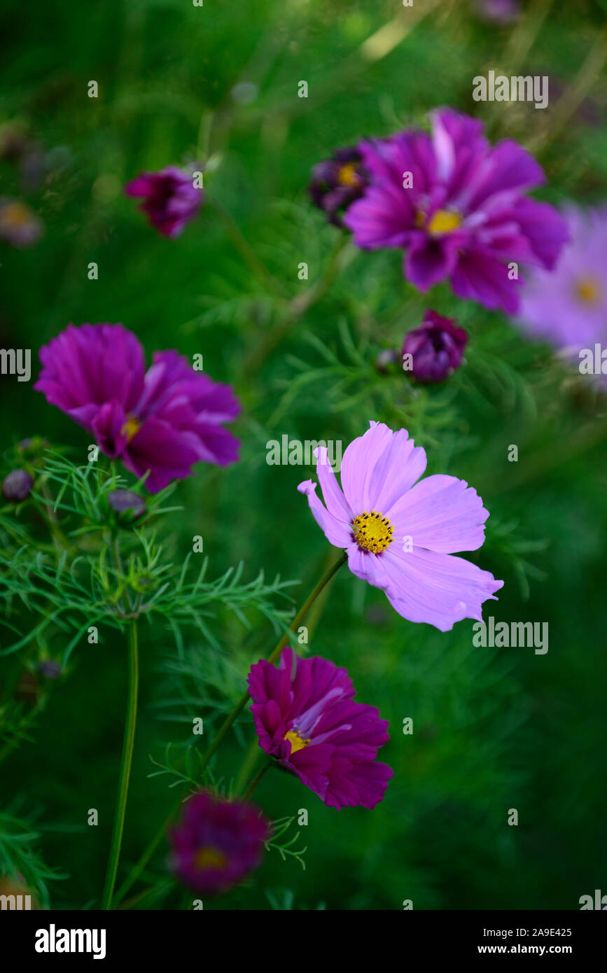Cosmos bipinnatus,rosa,fiore,fiori,fioritura,display,visualizza,giardino,retroilluminati retroilluminazione,,giardino,RM floral Foto Stock