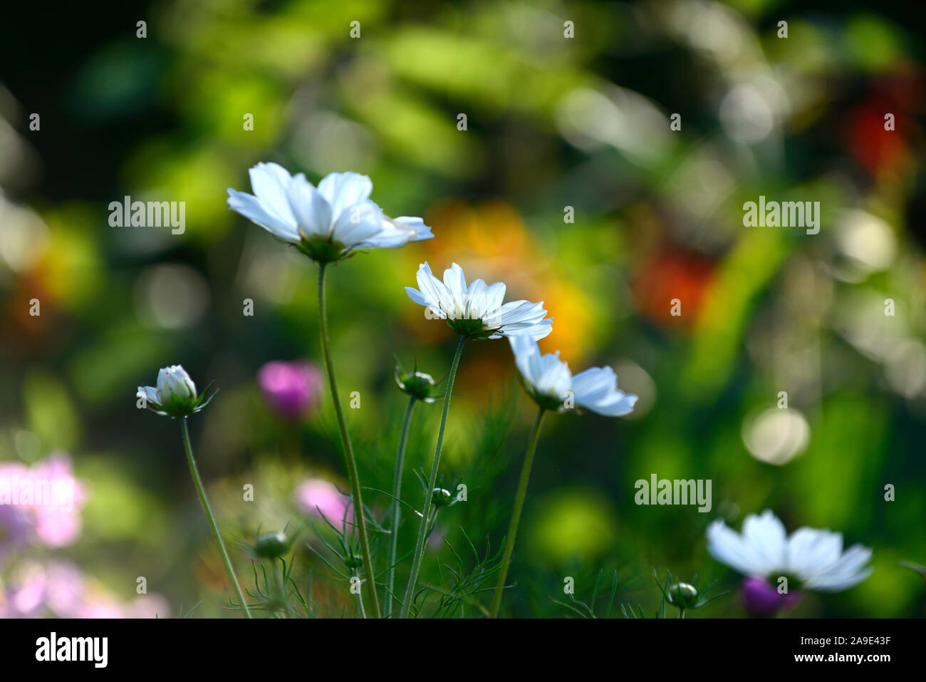 Cosmos bipinnatus,bianco,fiore,fiori,fioritura,display,visualizza,giardino,retroilluminati retroilluminazione,,giardino,RM floral Foto Stock