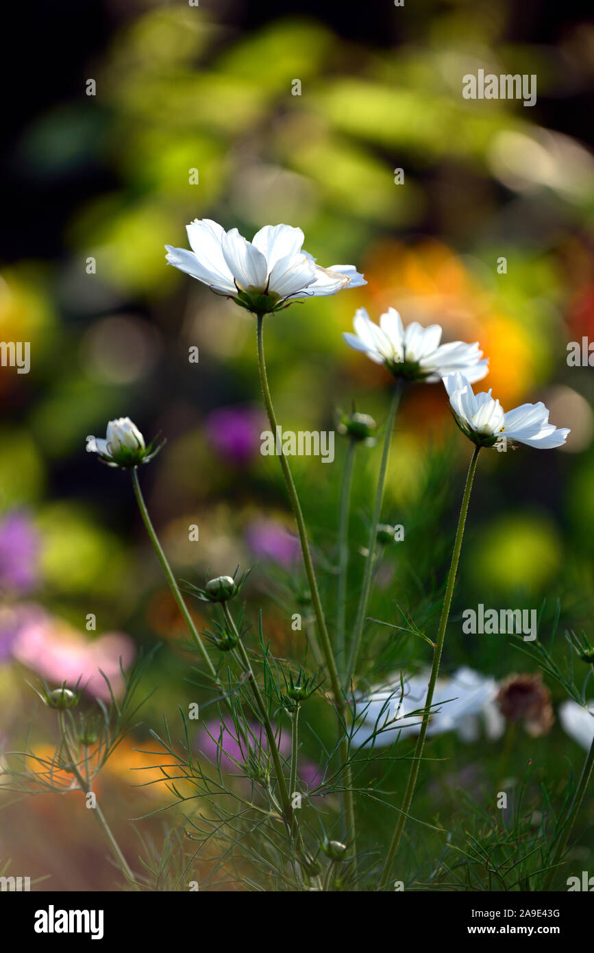 Cosmos bipinnatus,bianco,fiore,fiori,fioritura,display,visualizza,giardino,retroilluminati retroilluminazione,,giardino,RM floral Foto Stock