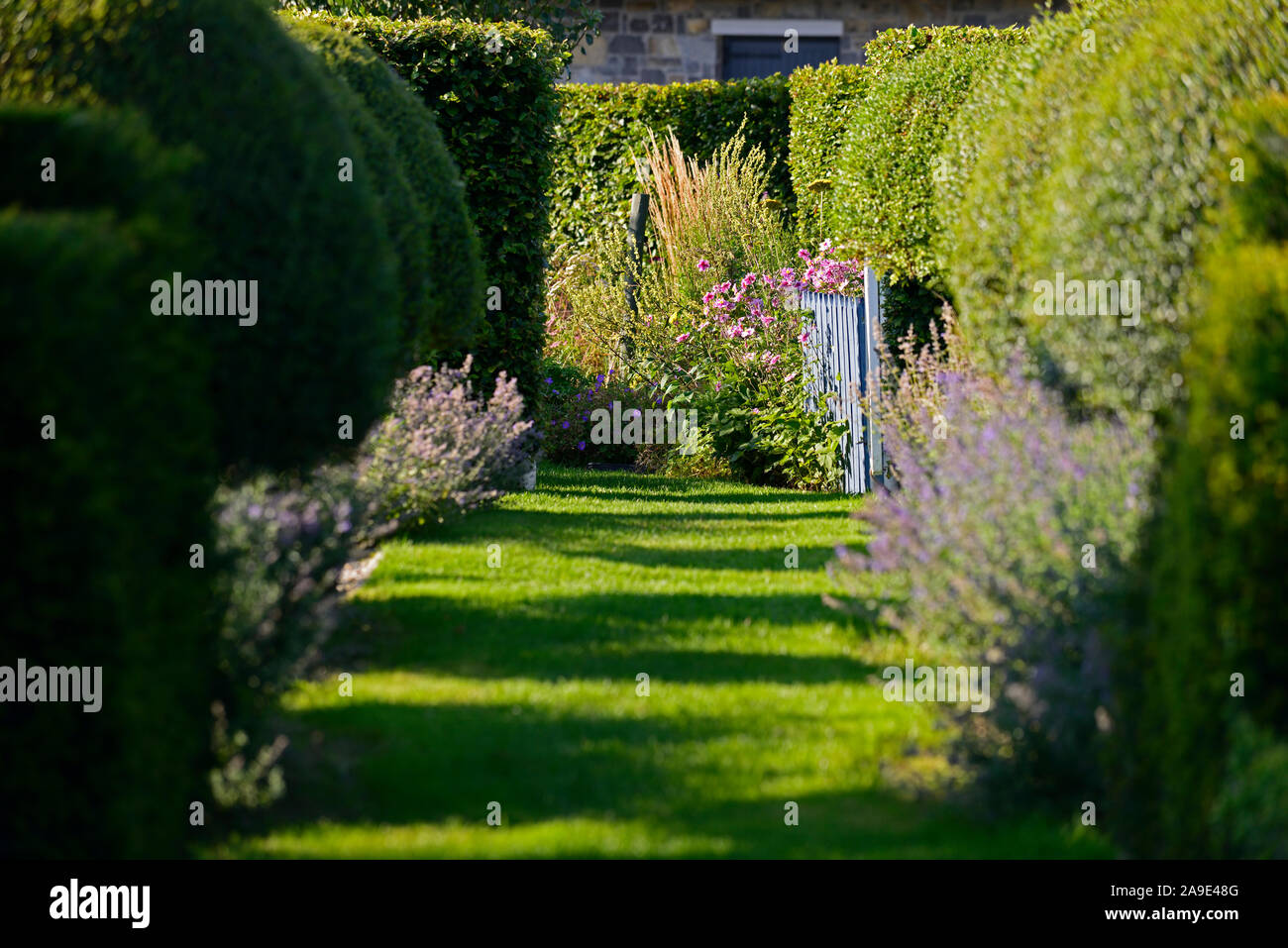 Nepeta Six Hills giant,andato oltre,finito di fioritura,erba gatta,nepitella,viola,blu,fiore,giardino formale,siepe di bosso,box copertura,Topiaria da,copertura,erba gatta hedge Foto Stock