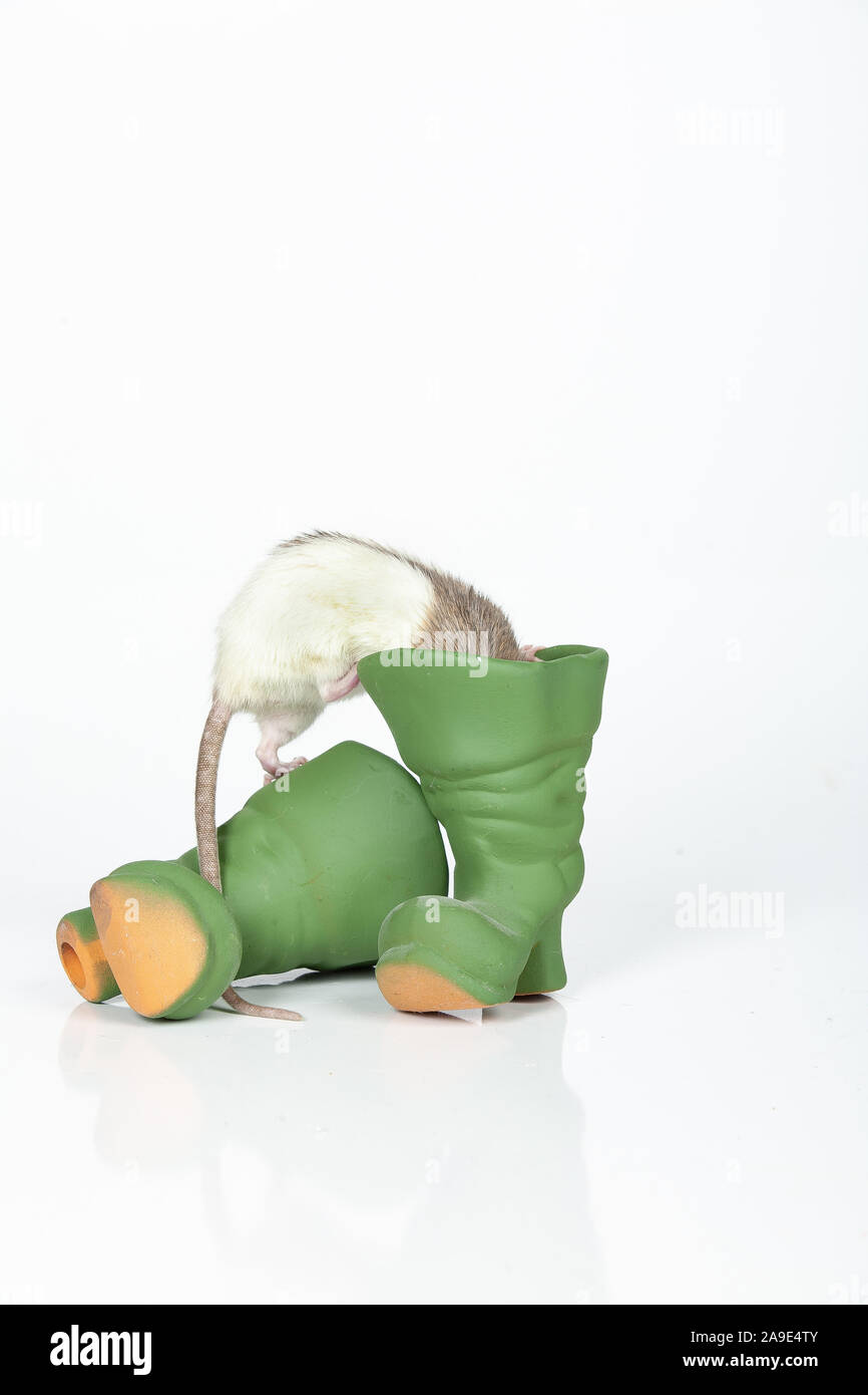 Ratto giocattolo e stivali in ceramica su un isolato di sfondo per studio Foto Stock