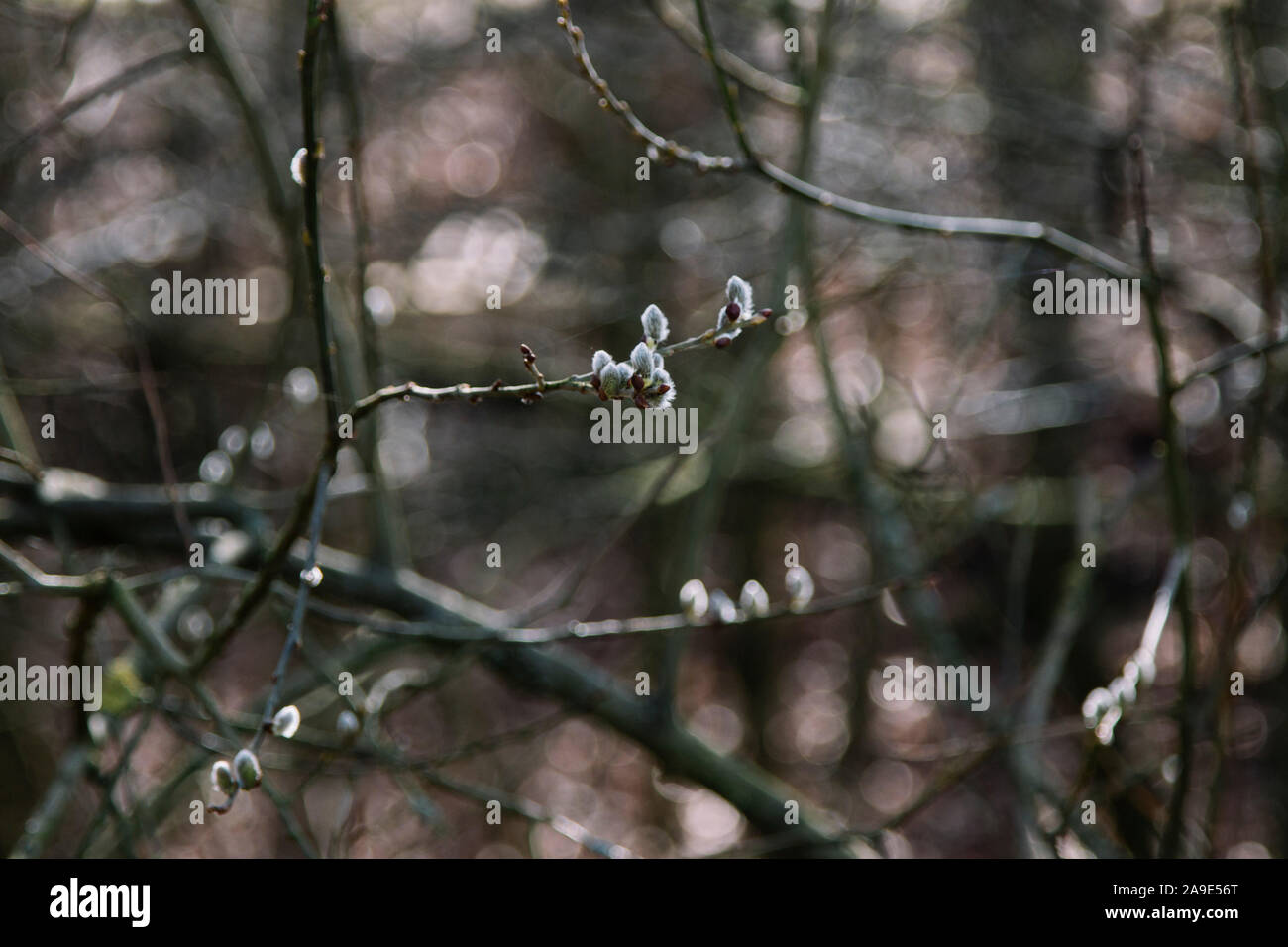 Passeggiata nella foresta in marzo, Foto Stock
