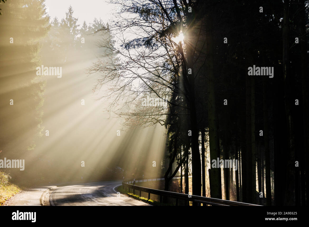 Sunray in Teutoburger legno, una strada in Horn Bad Meinberg, Foto Stock