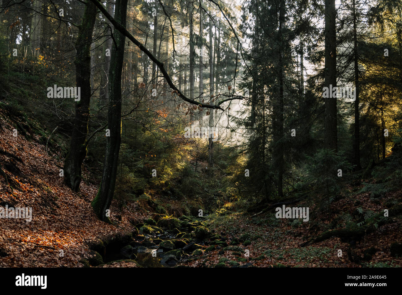 Una escursione nella valle Silberbachtal con sole splendido nel mese di novembre, Foto Stock