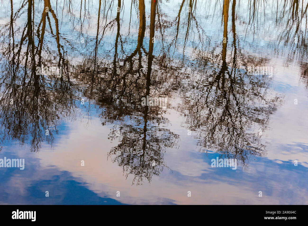 Tree mirrorings sulla superficie dell'acqua Foto Stock