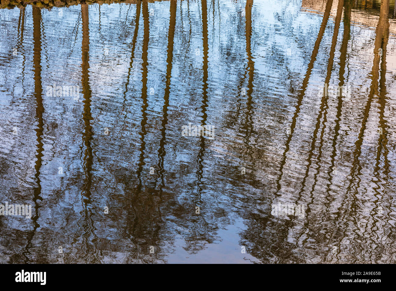 Tree mirrorings sulla superficie dell'acqua Foto Stock