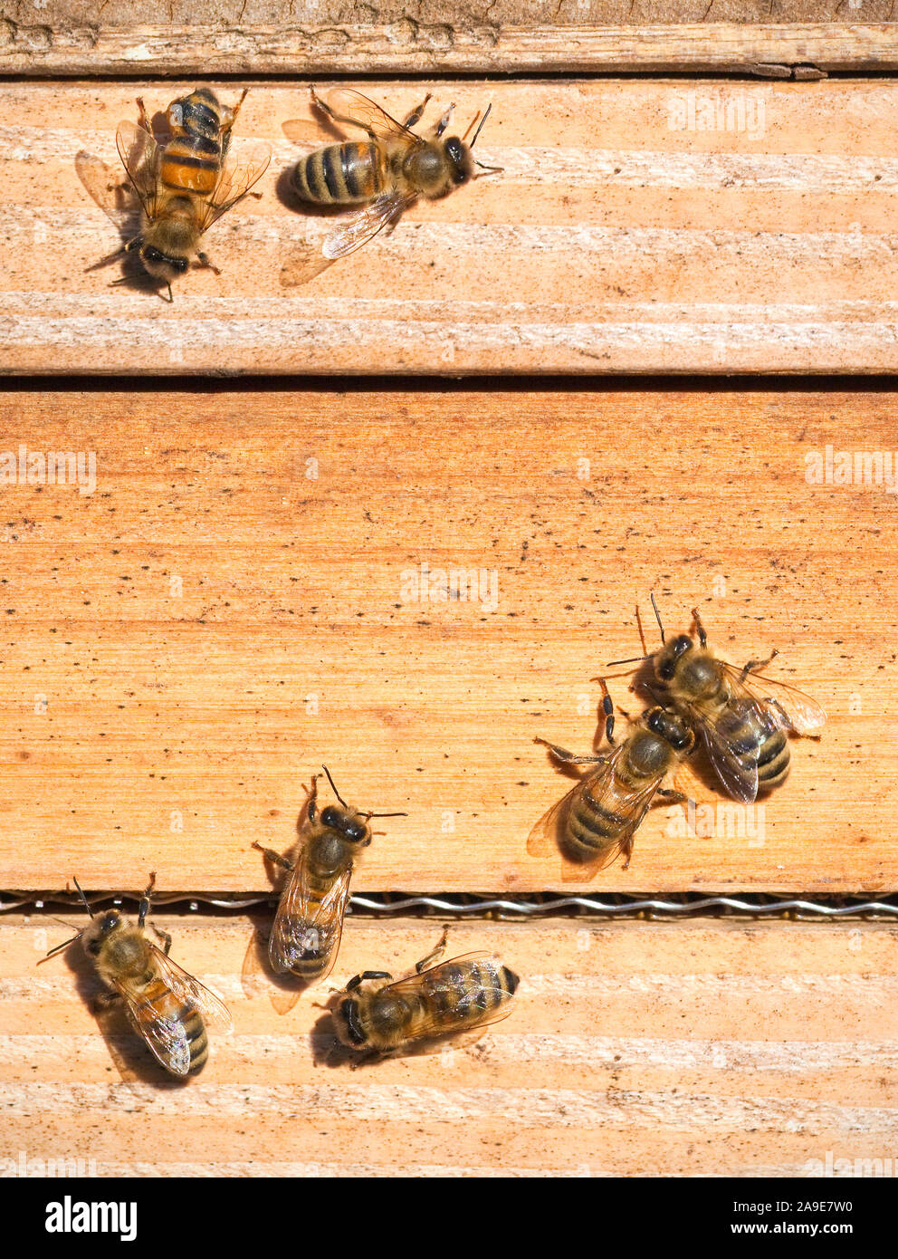 Una fotografia di belle piccole api in primavera tempo Foto Stock