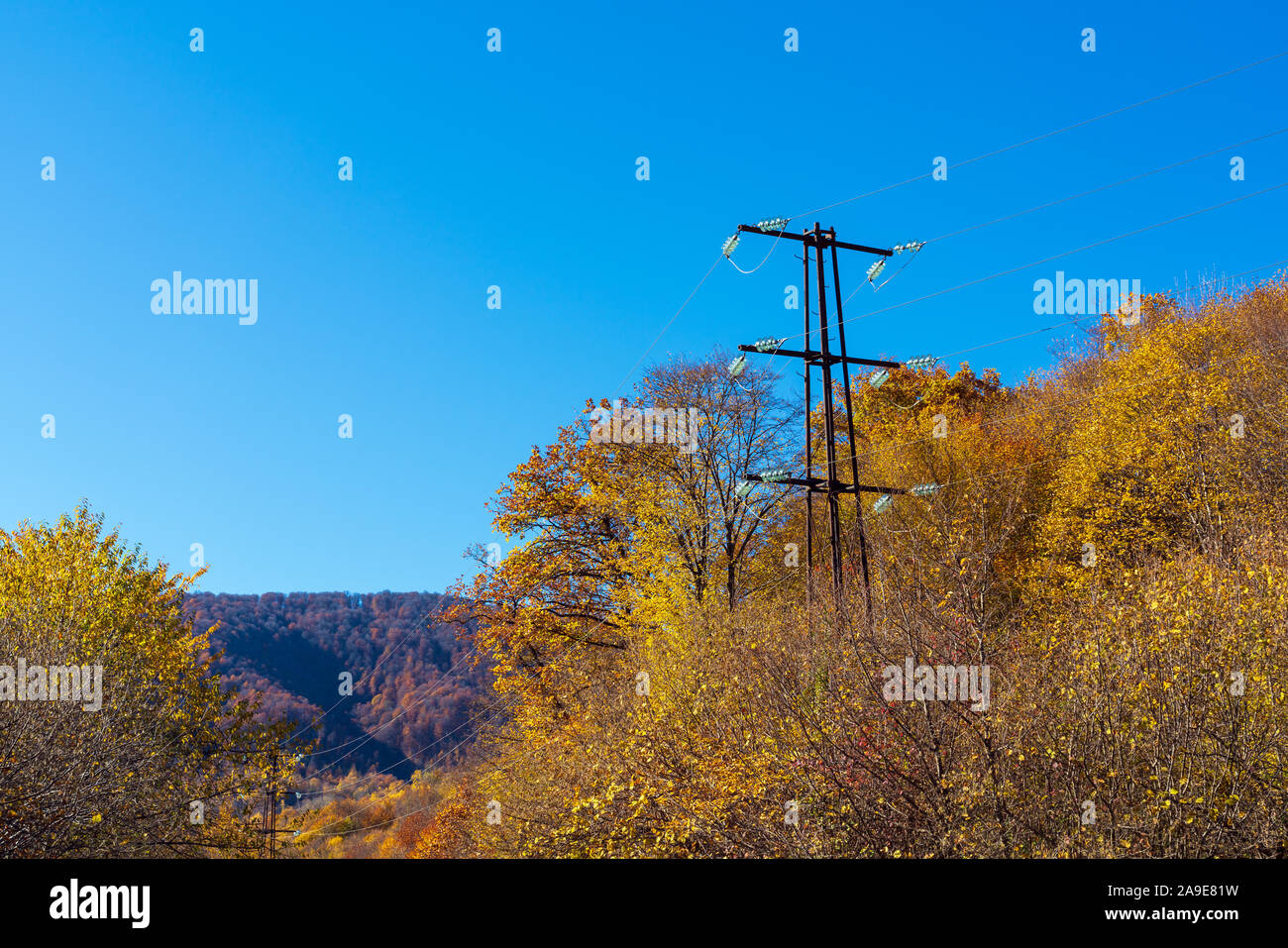 Poli elettrici in un giallo foresta di autunno Foto Stock