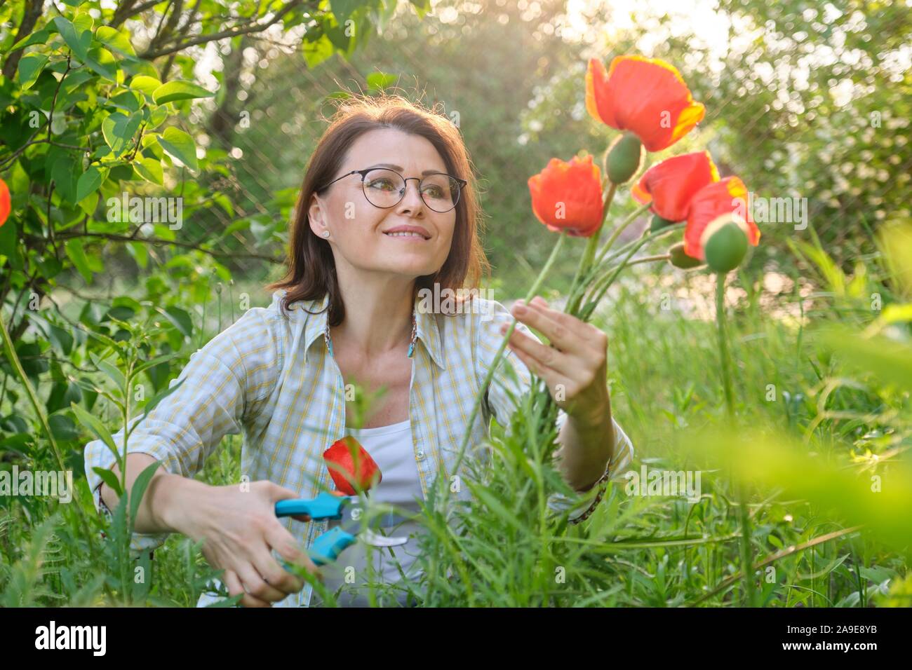Donna di mezza età in natura fiori da taglio papaveri rossi Foto Stock