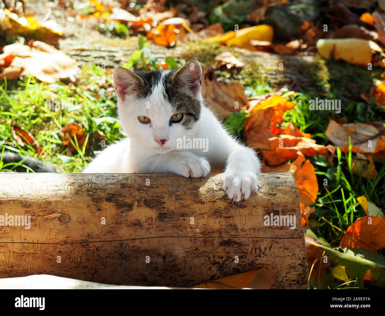 Giovani cute cat plaing in giardino Foto Stock