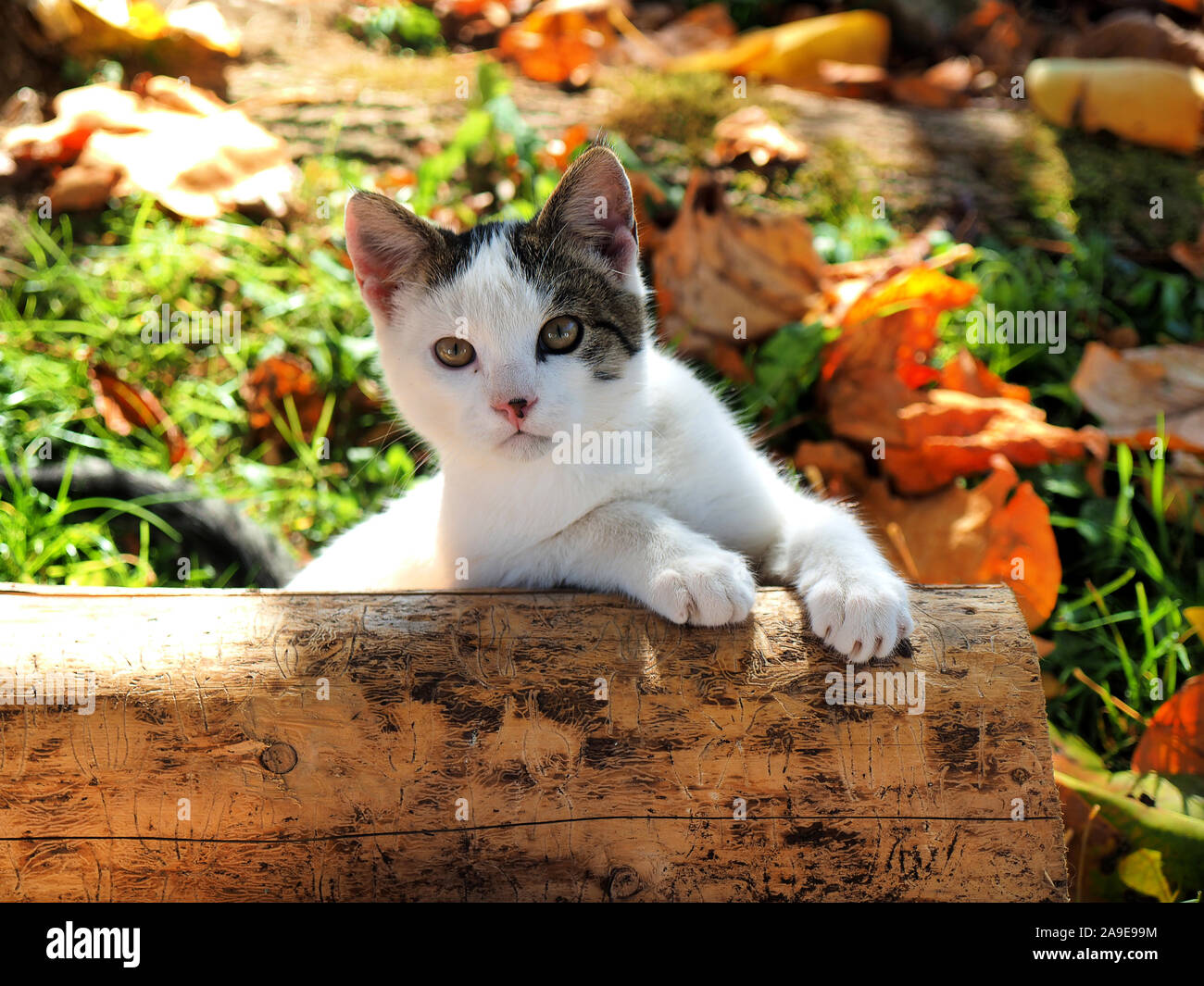 Giovani cute cat plaing in giardino Foto Stock