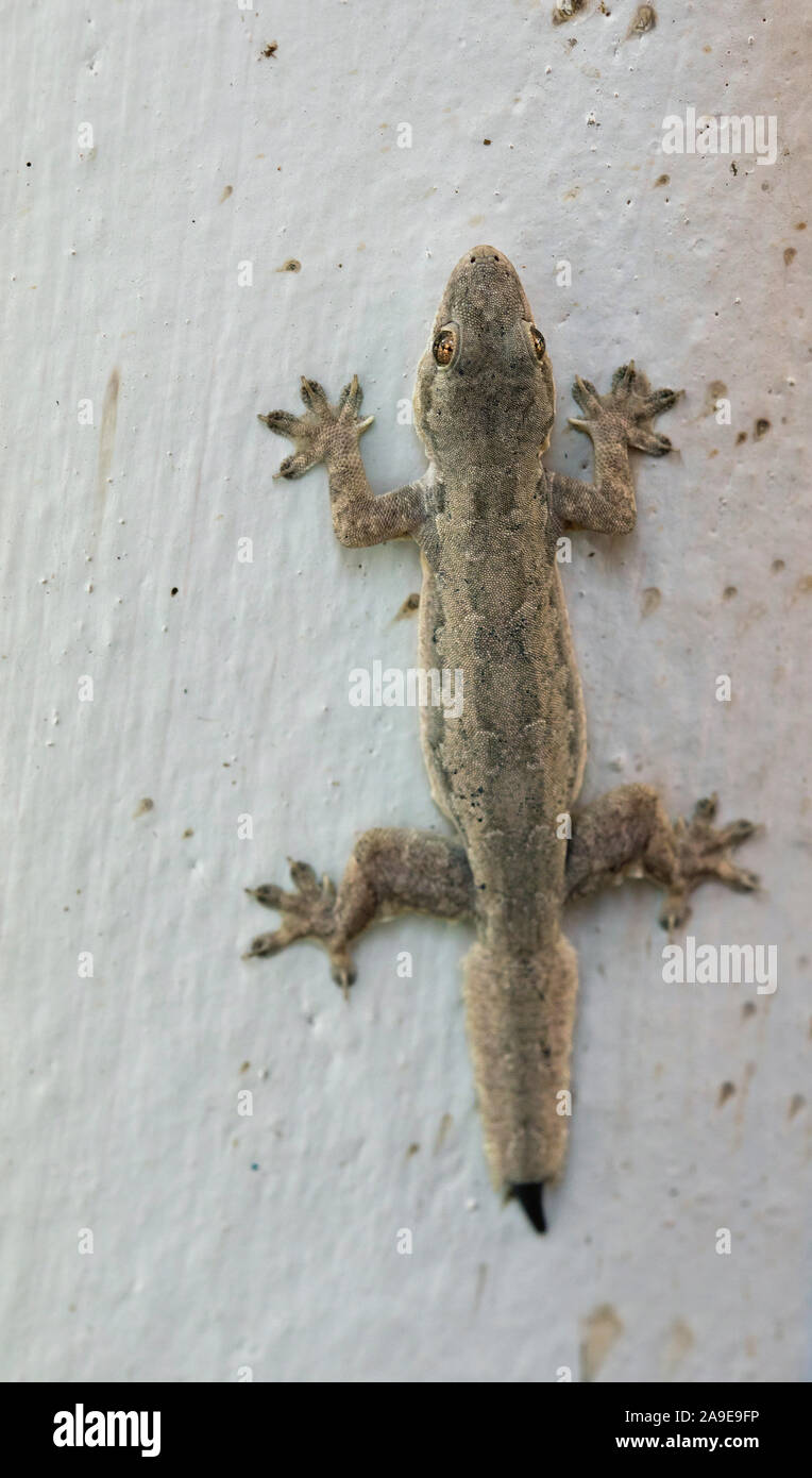 Flat-tailed house gecko, Hemidactylus platyurus, Ubon Ratchanthani, Isaan, Thailandia Foto Stock