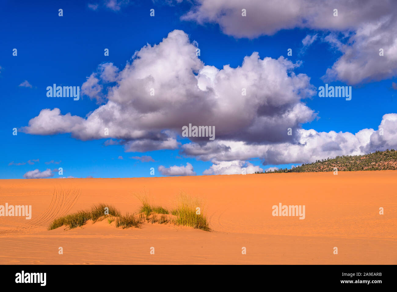 Gli Stati Uniti, Utah, Kane County, Kanab, Coral Pink Sand Dunes State Park, dune Foto Stock